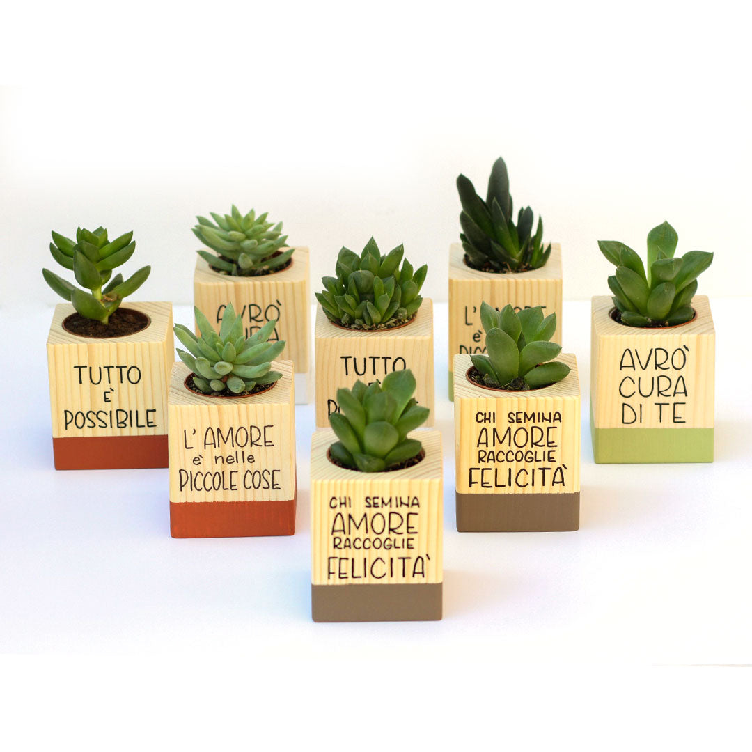 Succulenti