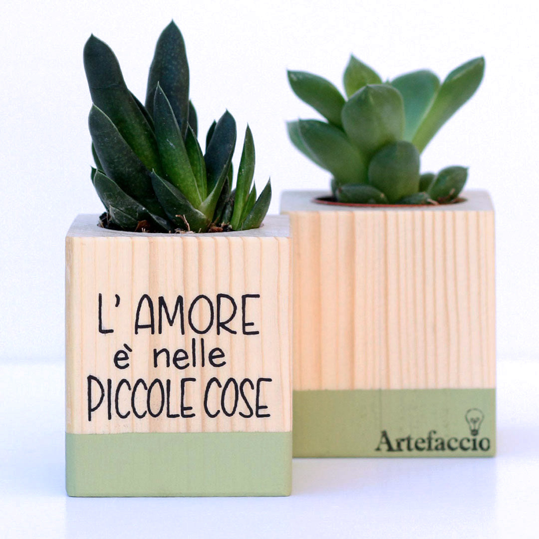 Succulento verde oliva