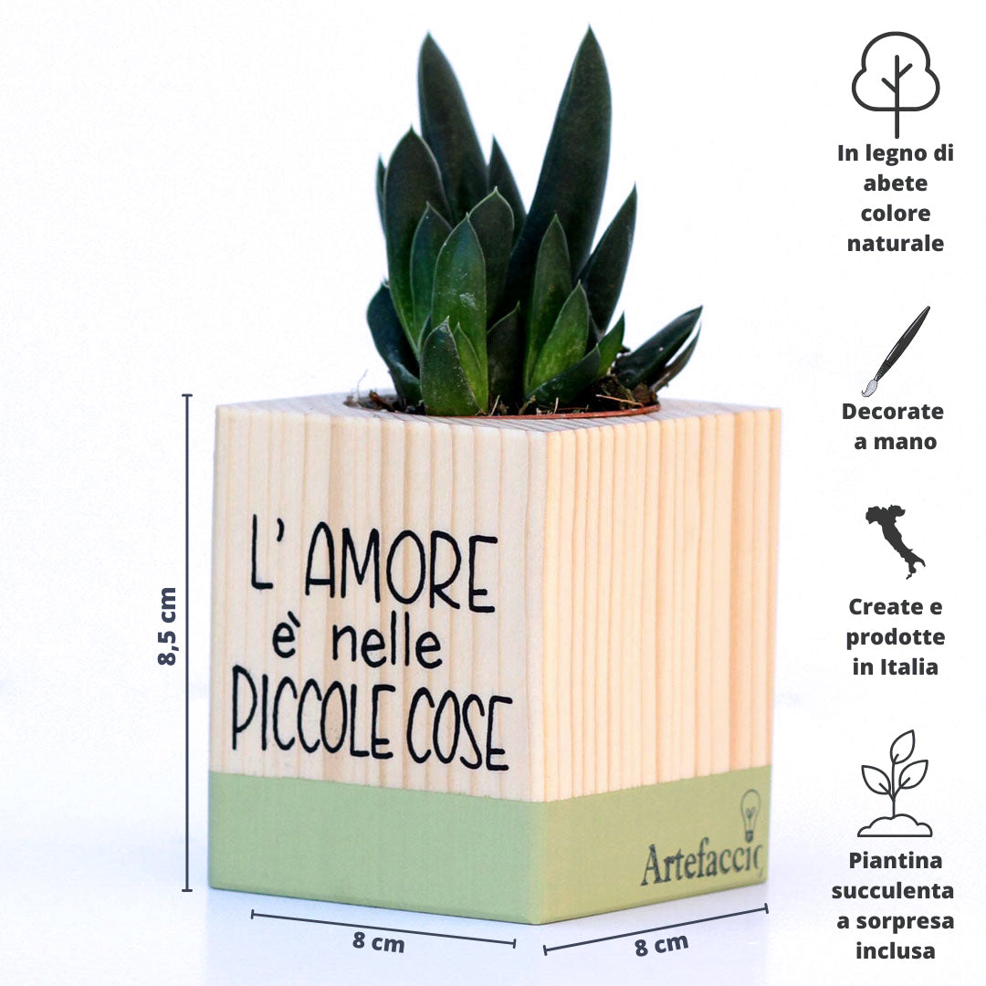 Succulento verde oliva