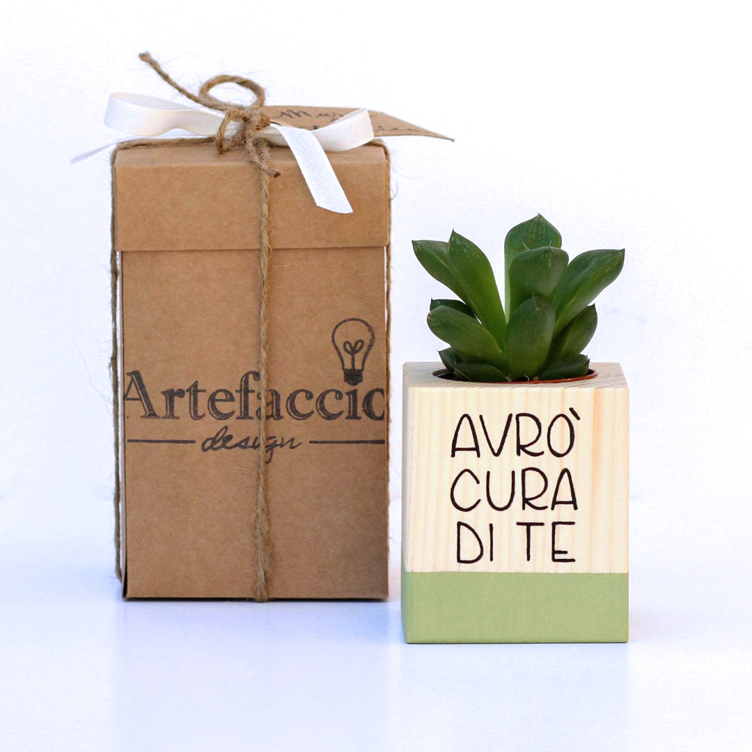 Succulento verde oliva