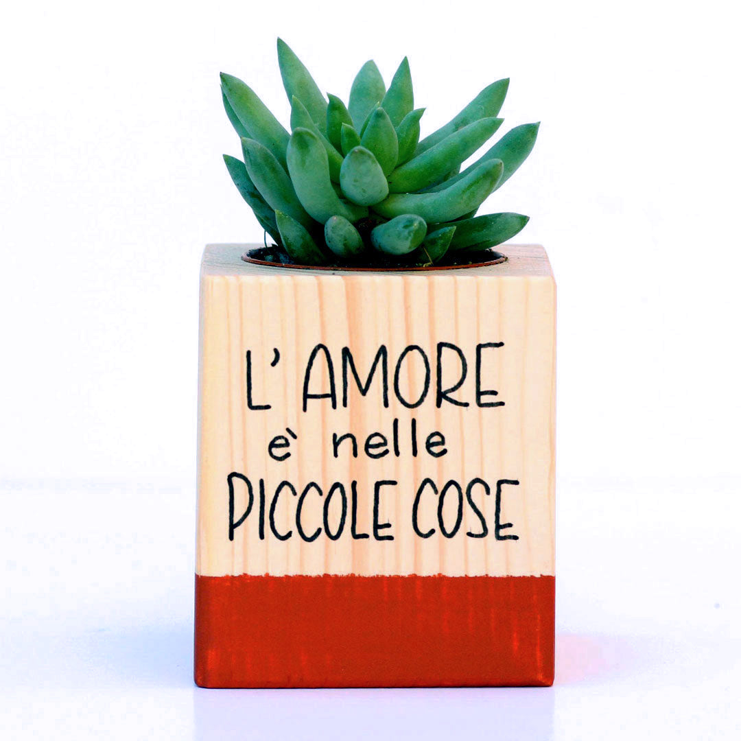 Succulento rosso mattone