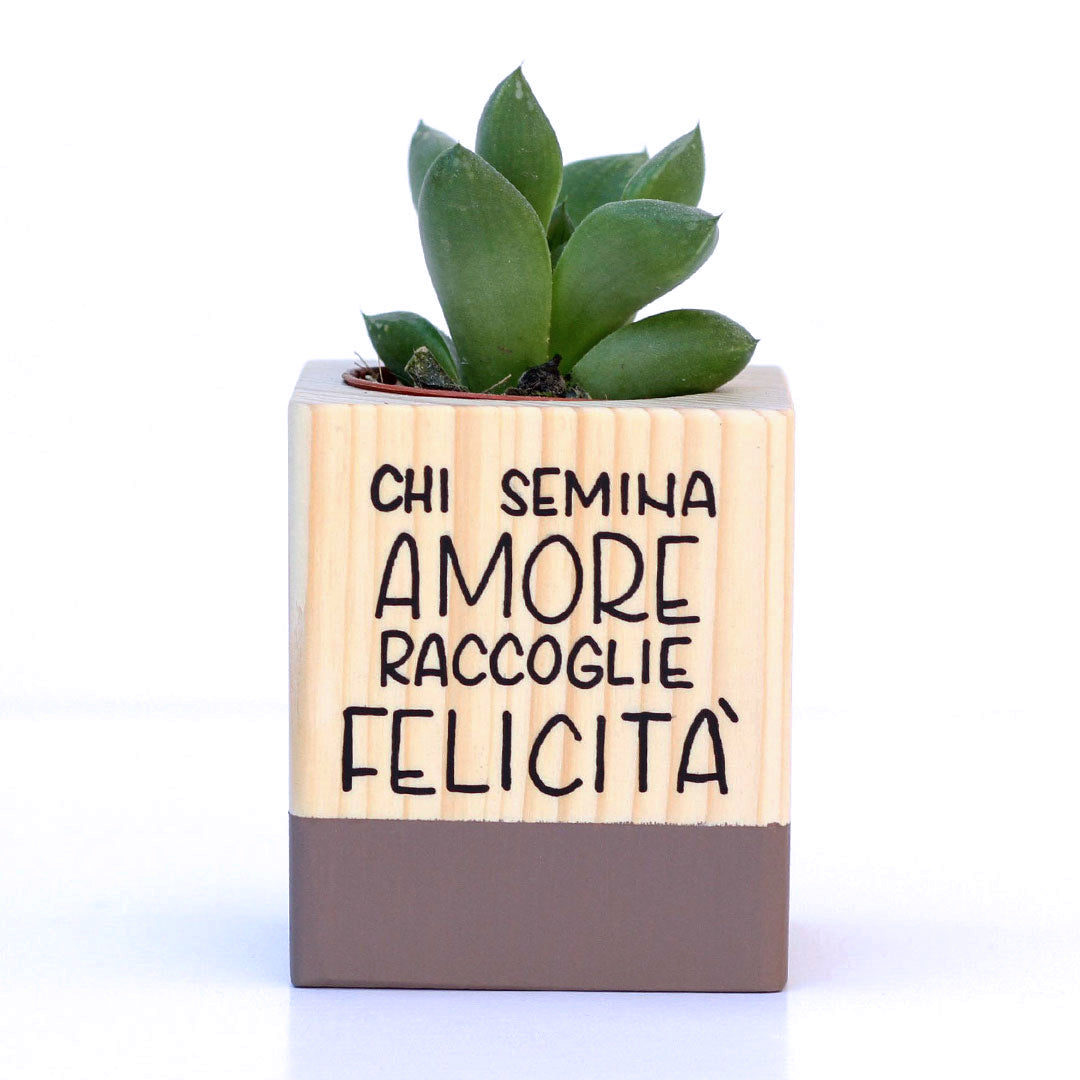 Succulento cioccolato